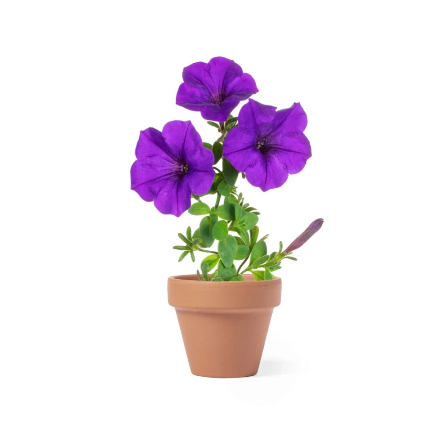 Blumentopf, 5 - 8 Petuniensamen und Erde 